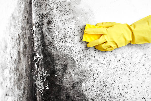 Best Home Mold Removal  in Landover Hills, MD