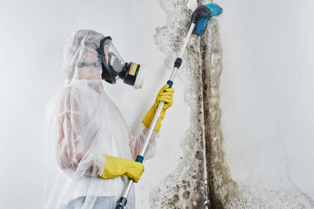 Best Office Mold Removal Services  in Landover Hills, MD