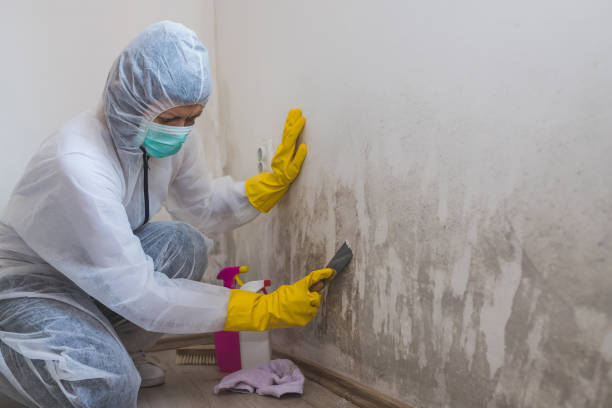 Best Residential Mold Removal  in Landover Hills, MD