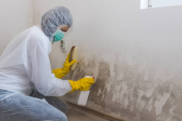 Best Mold Remediation Services  in Landover Hills, MD