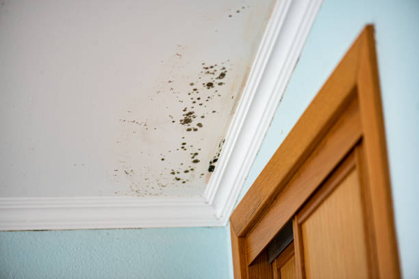 Best Emergency Mold Removal  in Landover Hills, MD