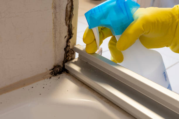 Best Mold Cleaning Services  in Landover Hills, MD