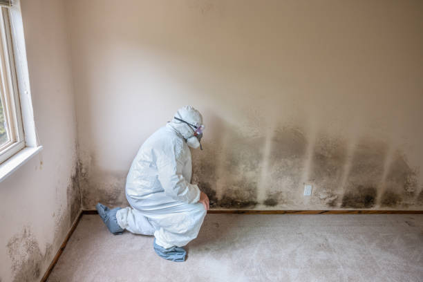 Best Mold Removal Company Near Me  in Landover Hills, MD