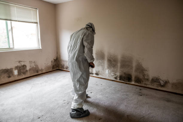 Best Mold Removal Company Near Me  in Landover Hills, MD