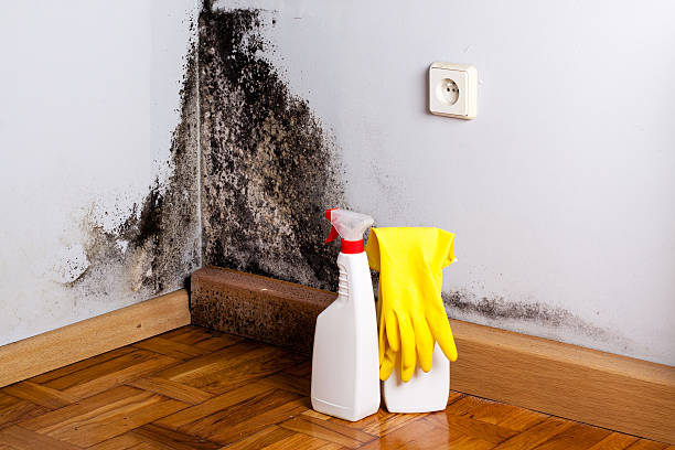 Best Affordable Mold Removal  in Landover Hills, MD