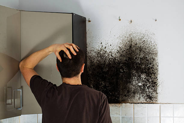 Best Same-Day Mold Removal  in Landover Hills, MD